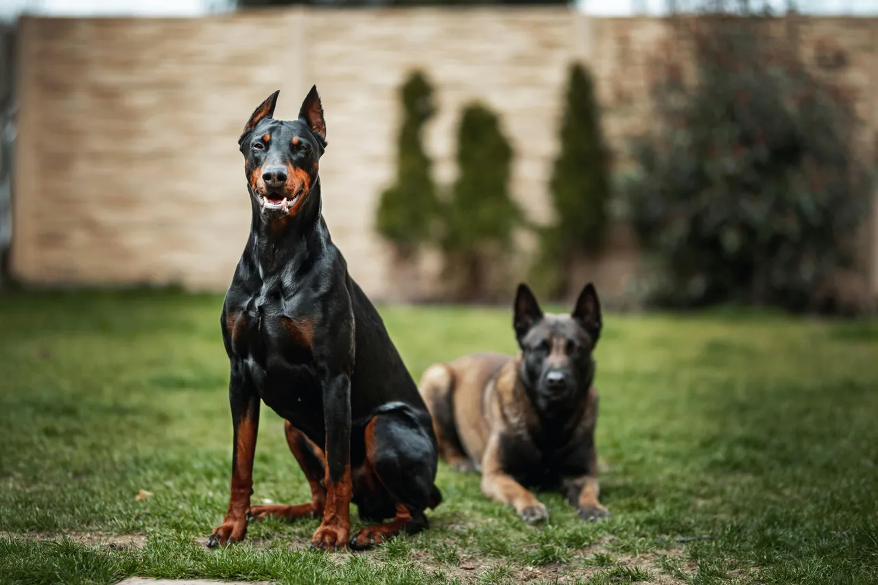 1.Doberman Pinscher.jpg