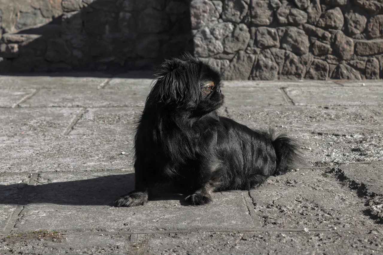 29.Pekingese.jpg