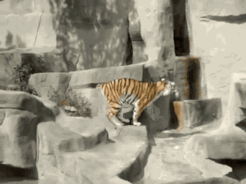 holy-white-sht-angry-birds-are-real-and-theyre-coming-for-ya-x-gifs-15