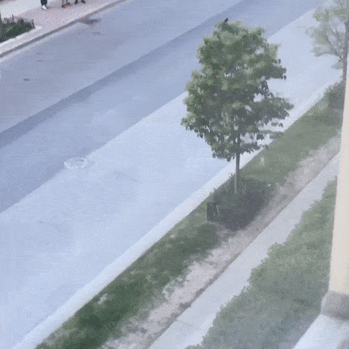 holy-white-sht-angry-birds-are-real-and-theyre-coming-for-ya-x-gifs-8